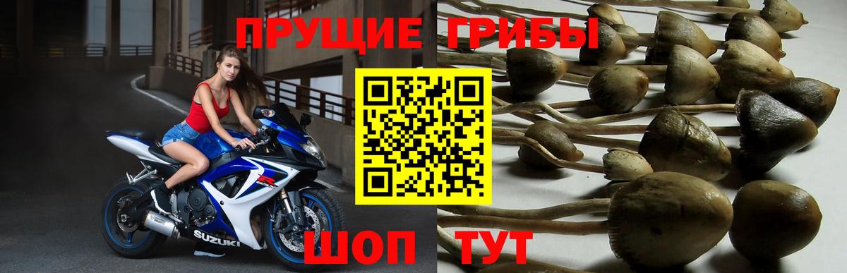 Тара  Псилоцибиновые грибы Magic Shrooms  закладки  Вход с VPN 